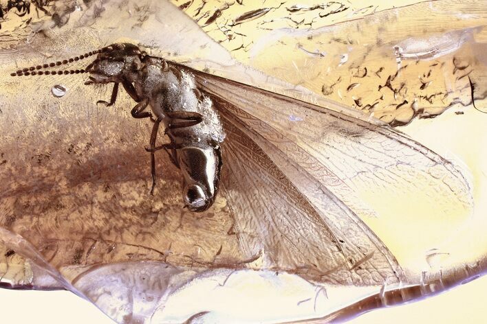 Detailed Fossil Winged Termite (Isoptera) In Baltic Amber #352799